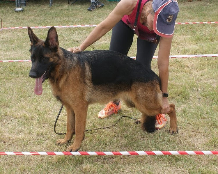 Mamzelle of Sharyleigh