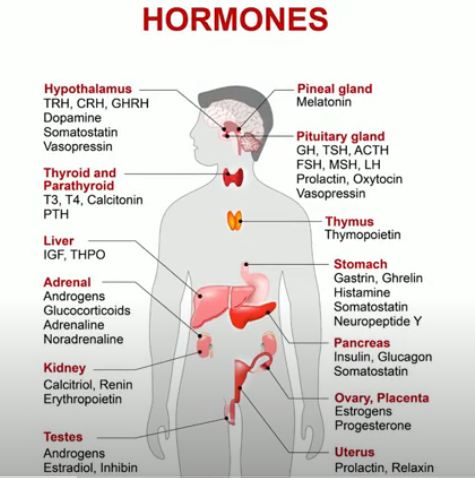 Hormones.png