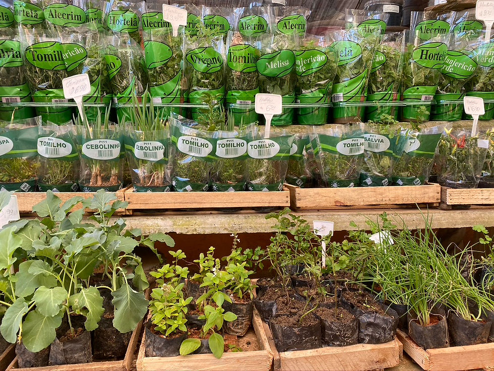 Temperos e hortaliças