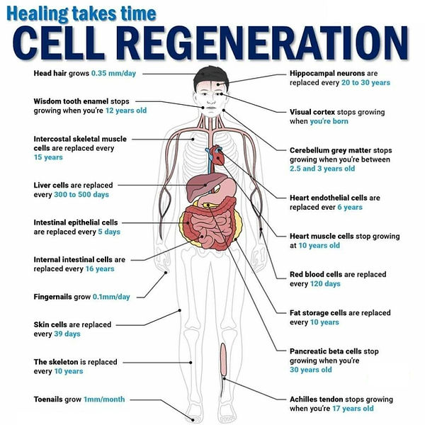 Cell Regeneration.jpg