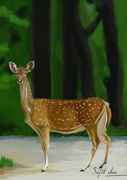 Deer illustration