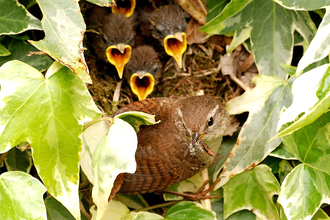 Urban Nature Club at Camley Street Natural Park: Superb Spring