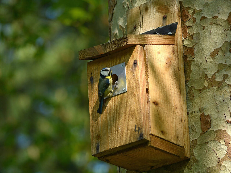 Hampstead Heath bird walk