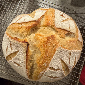 SOURDOUGH STARTER