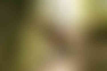 Nick Ryan on Copper Harbor Trails