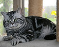 Glen of Small Panther.jpg