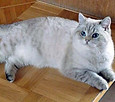 CH.Rosalie Point vom Wahrberg.jpg