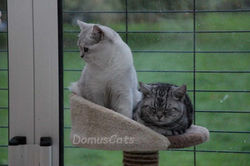 Harmonie et Vergil