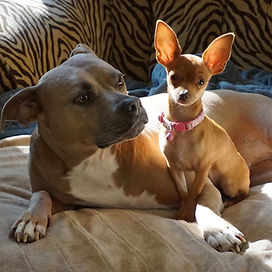 pit bull and chihuahua