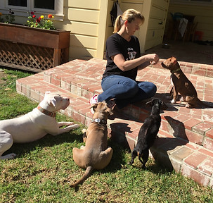 Training foster puppy, multi-dog training