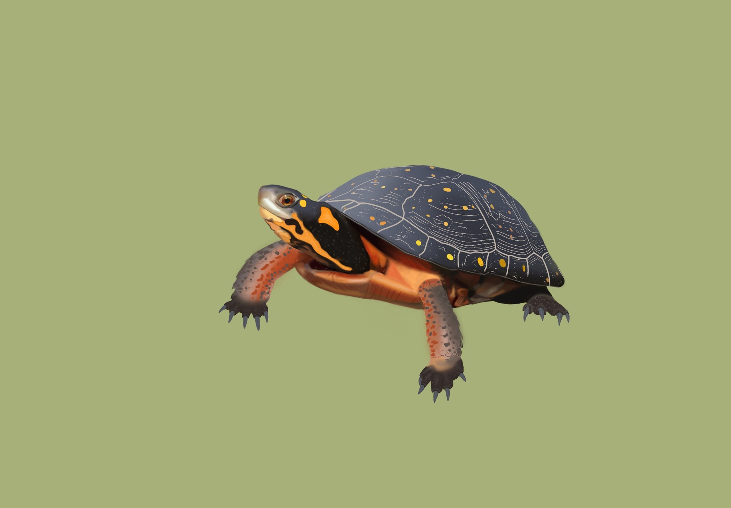 Digital Art - 4"x 6" Photoprint