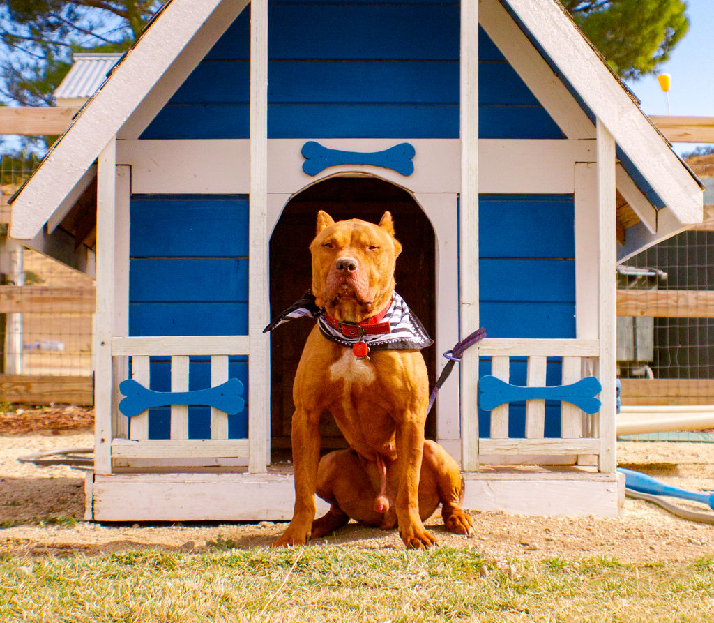 Adoptable Dogs Marleys Mutts