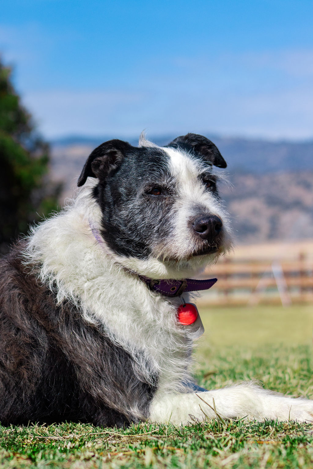 Adoptable Dogs Marleys Mutts