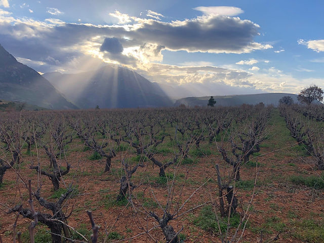 Oenos Website - Page 1.jpg