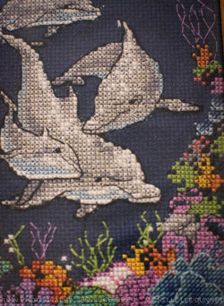 Dolphins_3