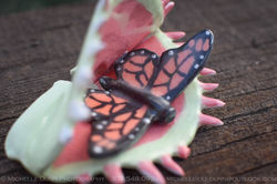 Monarch & Venus 2
