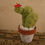 Miniature : Cactus Raquette Plate