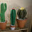 Miniature : Cactus Candélabre