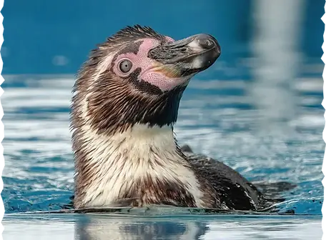 Penguin-4.png.webp
