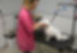 Veterinarian and dog
