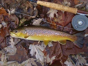 fish and rod.jpeg