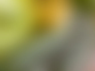 Stress Free Groceries