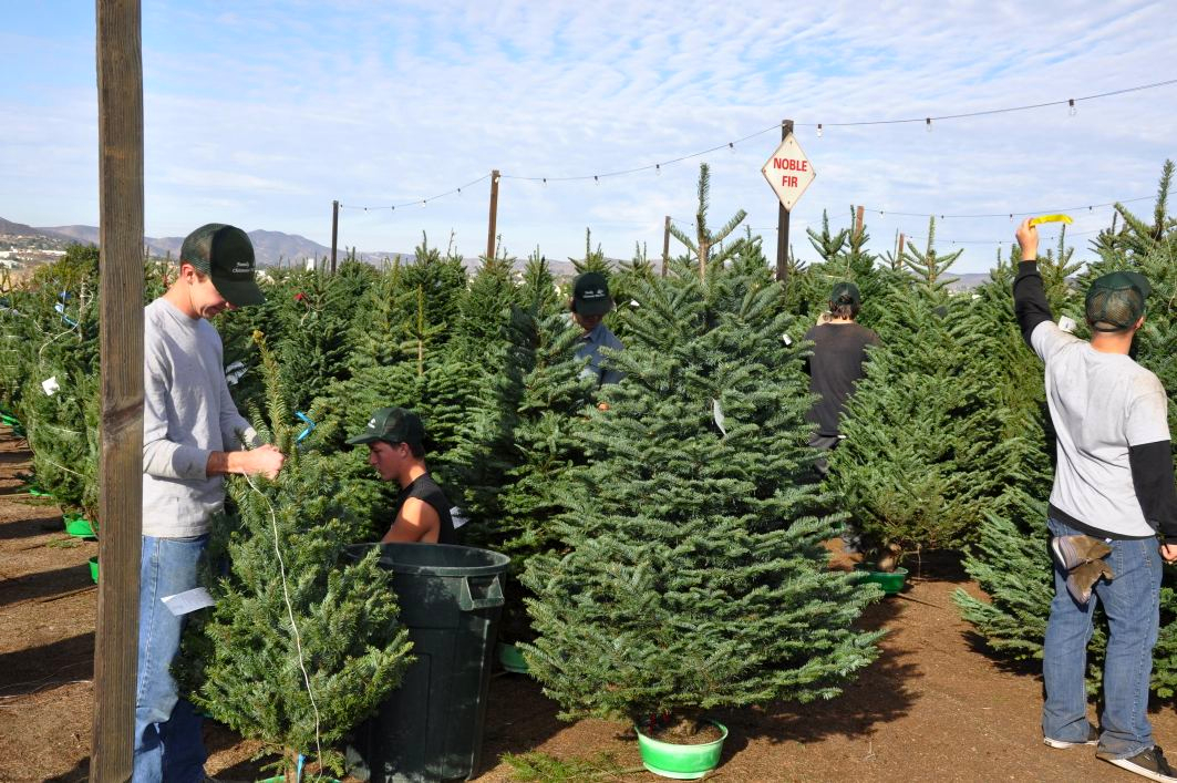 About Us Familychristmastrees
