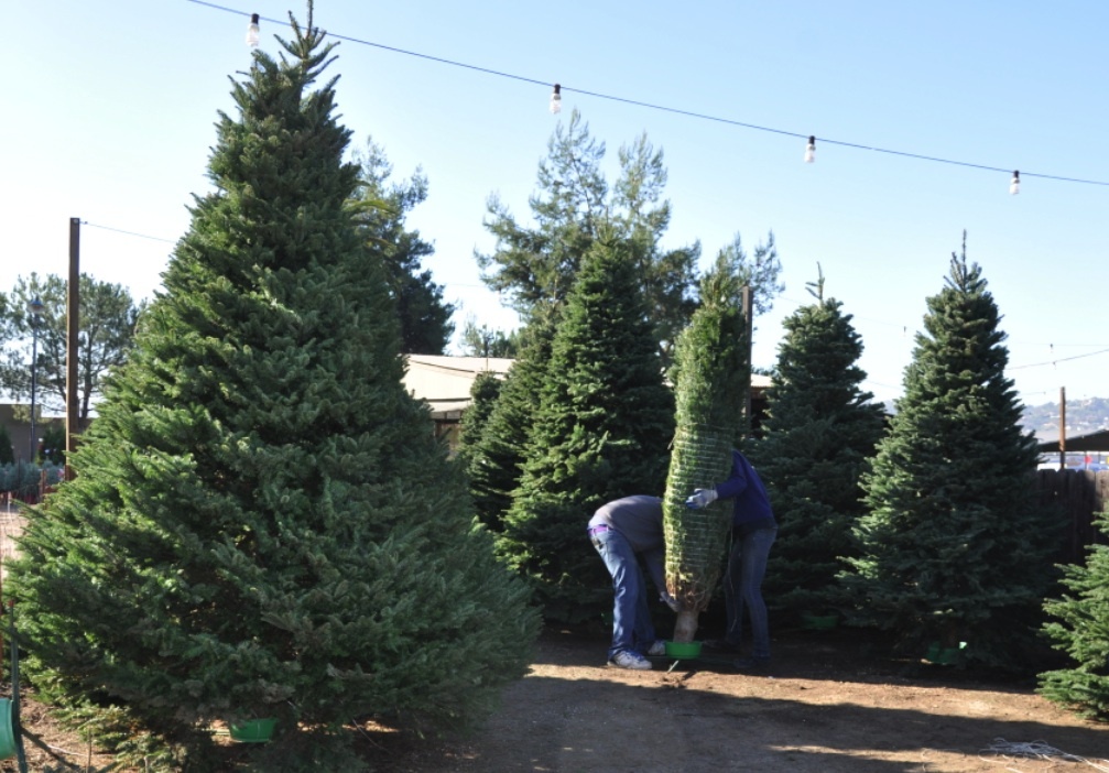 About Us Familychristmastrees