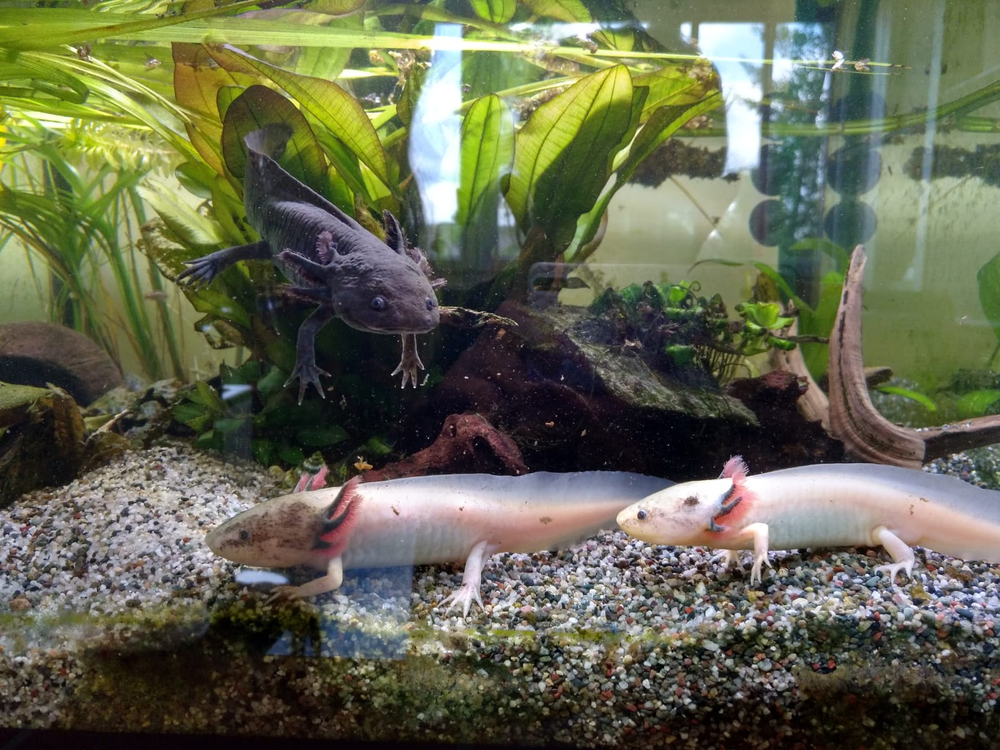 Die Axolotl-AG