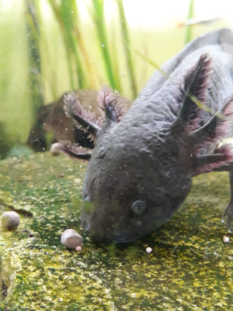 Axolotl - Das Wunderwesen