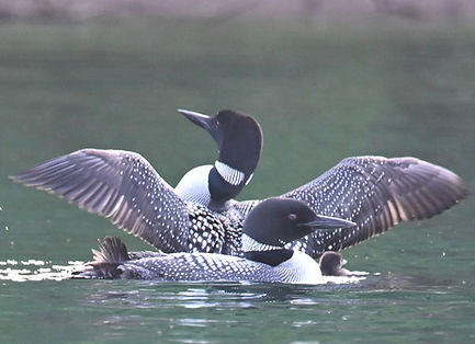 Stormy Lake loons 205
