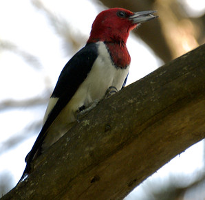 DSC_6681.jpeg