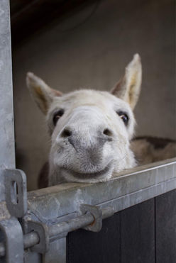 white donkey resting it's head on a gate and facing the camera