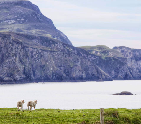sheep grazing in a field that leads to a body of water