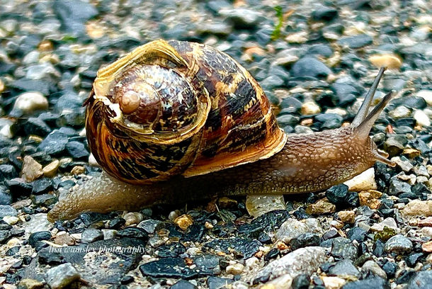 a snail moving across pebbles