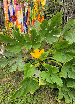 composition nature extérieur6