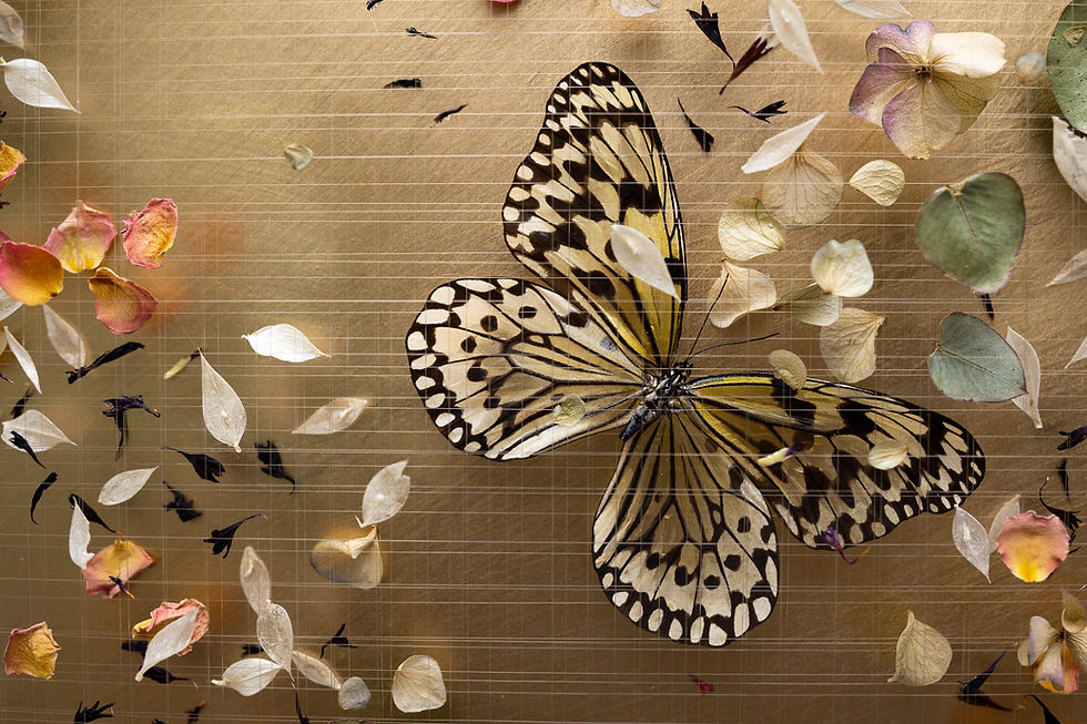 A tree nymph butterfly surrounded by ruscus leaves, rose and hydrangea petals and cornflowers on a gold background
