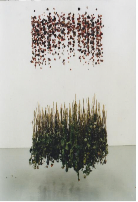 A suspended installation by Anna Masters, featuring dried rose petals above their stripped stems