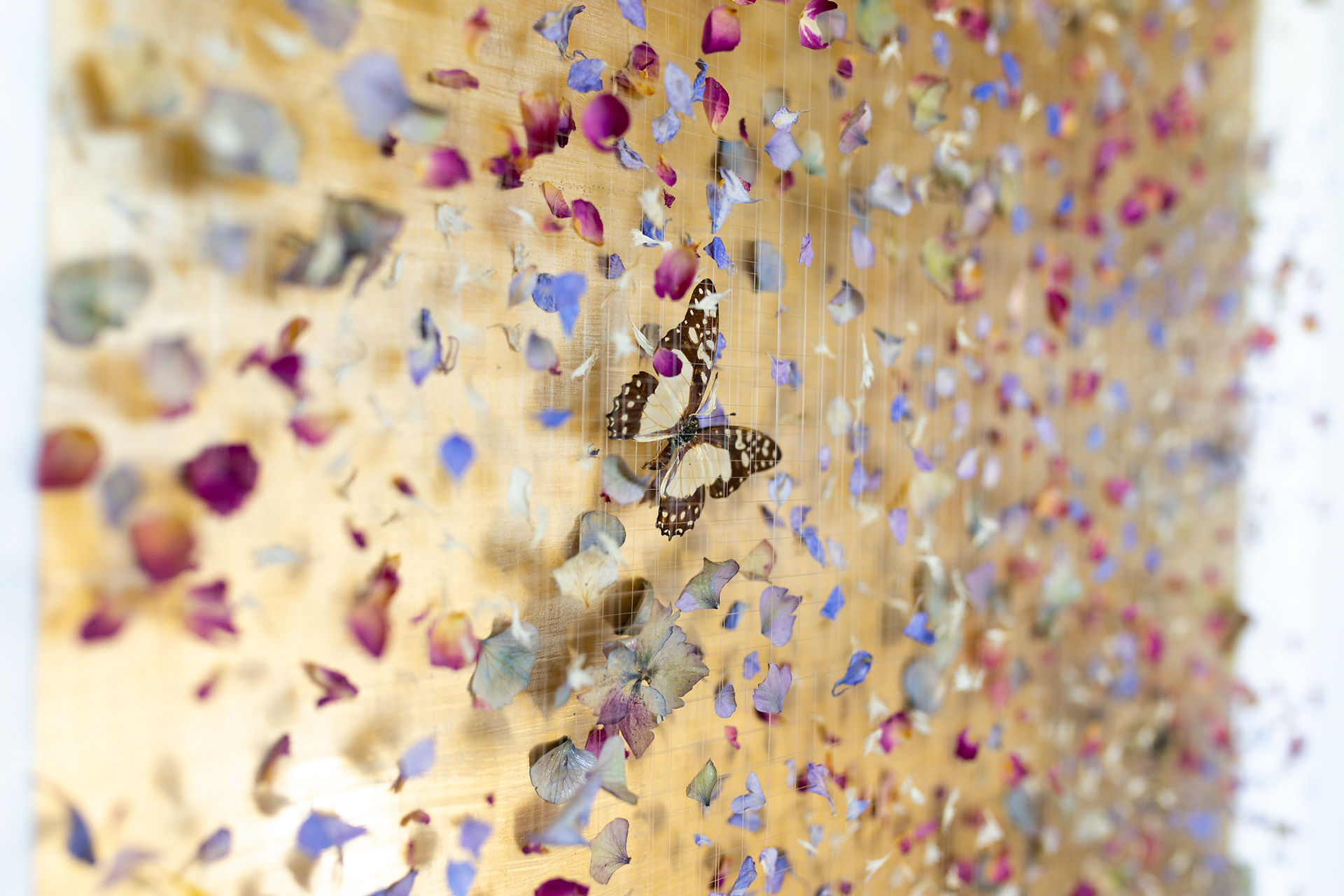 Artwork by Anna Masters featuring dried petals, butterflies and gold leaf