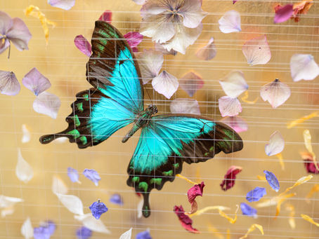 A bright swallowtail butterfly surrounded by floating petals against a gold background