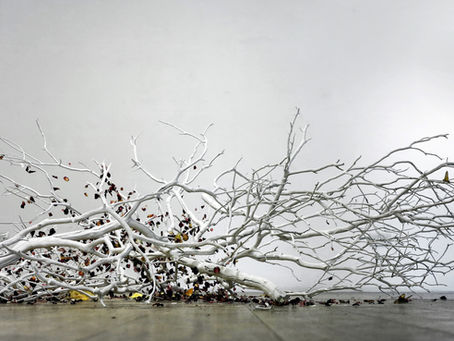 White branches and petals lay on the floor of an empty space