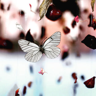 Close up image of butterfly amongst petals in suspended installation