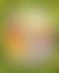 Smoke Turkey Cobb Salad - A vibrant overhead view of a Cobb salad labeled with its fresh ingredients: romaine lettuce, grape tomatoes, avocado, hard-boiled egg, roasted corn, chopped bacon, shaved red onion, smoked turkey, cucumber, and shredded cheddar cheese.