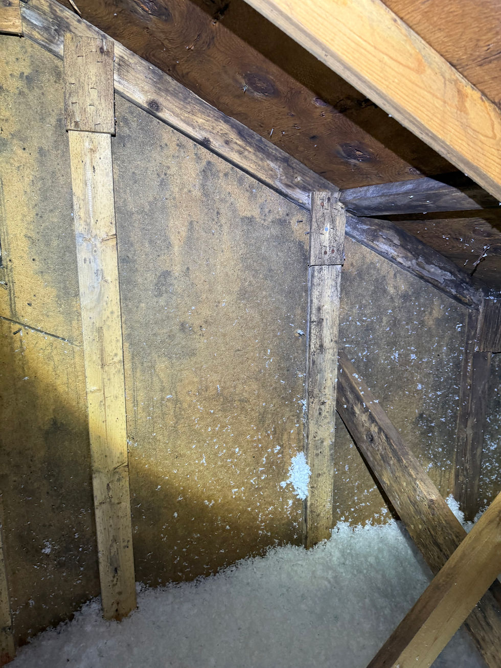 Attic mold