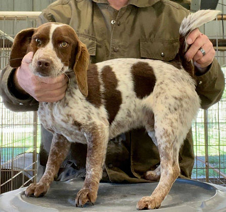 Dekeys Chocolate Red-tick Male #2.jpg