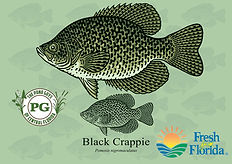 Black Crappie New.jpg