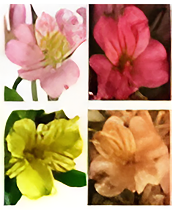Alstroemeria Lilies (Regular Bouquet) **Choice of 1 color**