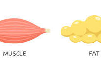 Finding the Golden i: True Weight Loss...Story of Fat Loss vs. Muscle Loss