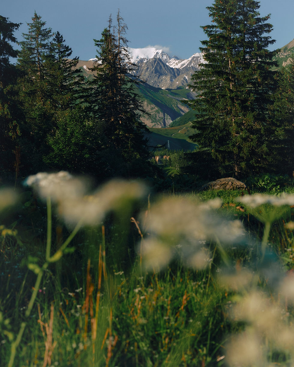 EMDR: A snowy mountain framed by pine trees and coloured flowers