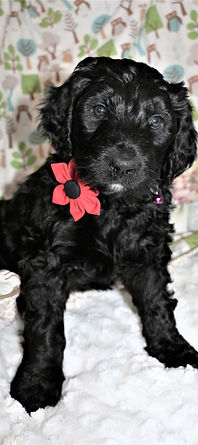 Beautiful Black Bernedoodle puppy
